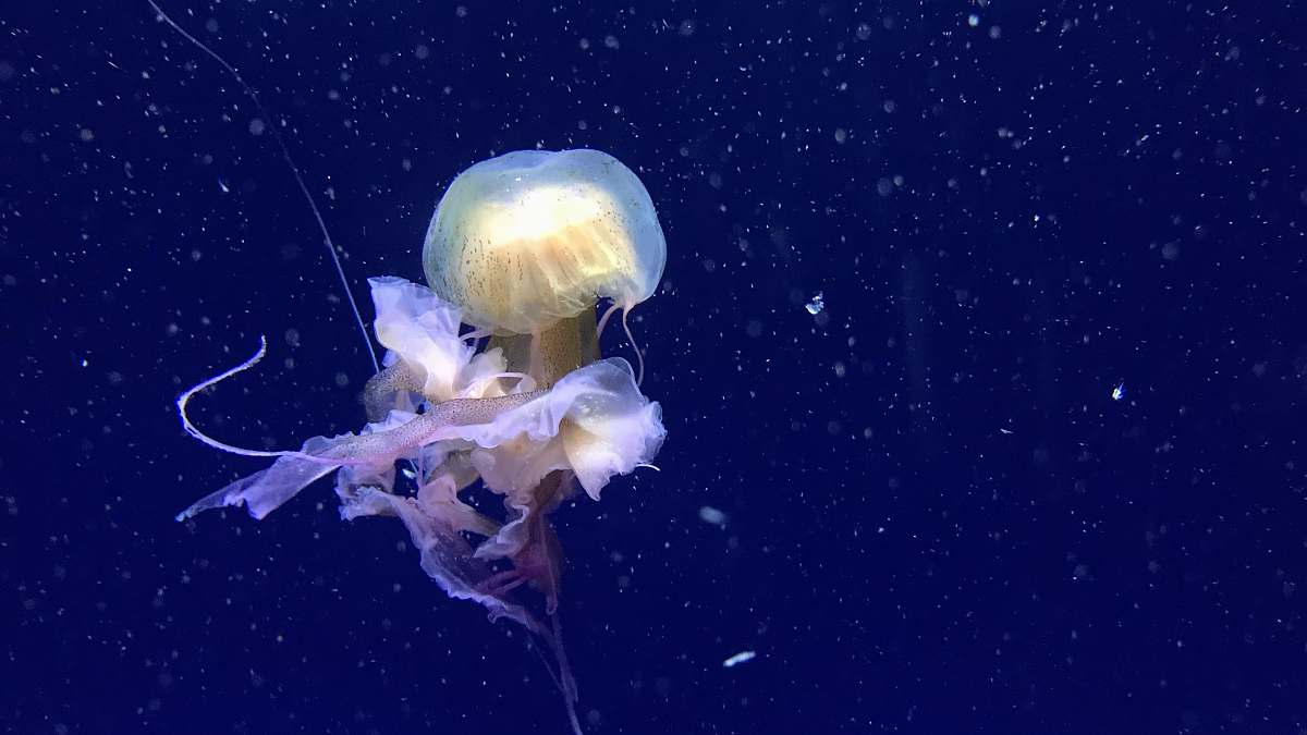 sea life yellow jellyfish swimming in water jellyfish
